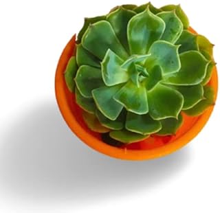 Echeveria Elegans Rose - Succulent Plant - Image 3