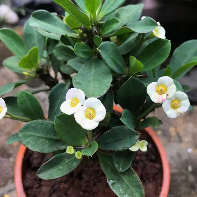Euphorbia (White) - Succulent Plant - Image 3