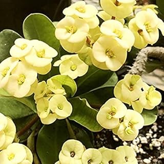 Euphorbia (Yellow) - Succulent Plant - Image 3