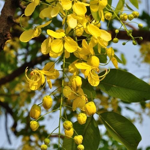 Bahava - Plant - Image 3