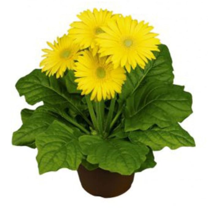 Gerbera (Yellow) - Plant - Image 3