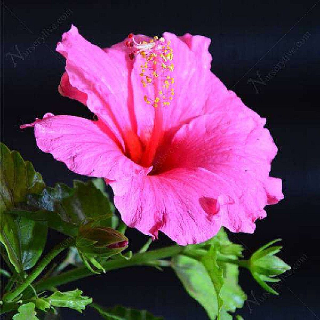 Hibiscus, Gudhal Flower (Pink) - Plant - Image 3