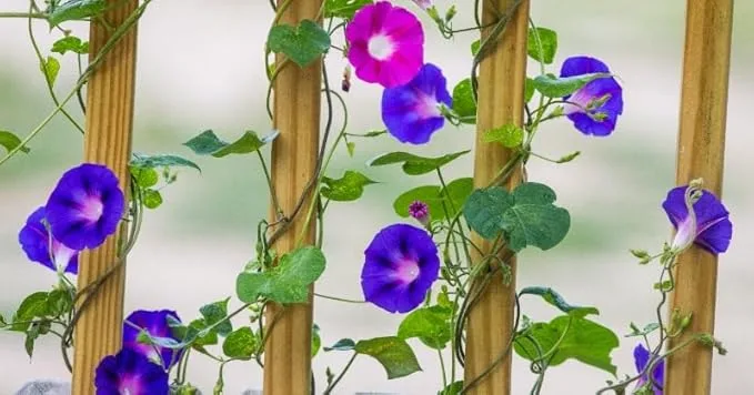 Ipomoea, Morning Glory - Plant - Image 3