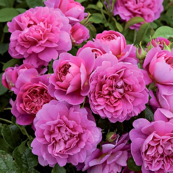 Puspita Nursery Miniature (Mini) Rose Plant Pink Color - Image 3