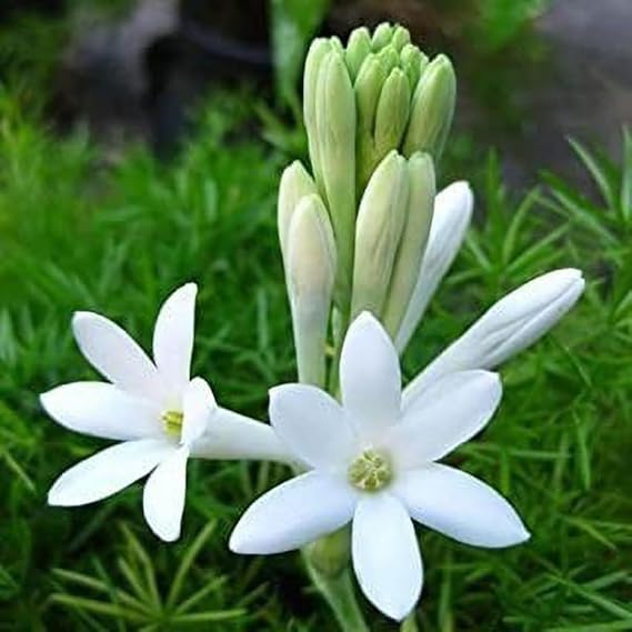 Rajnigandha, Tuberose - Plant - Image 3