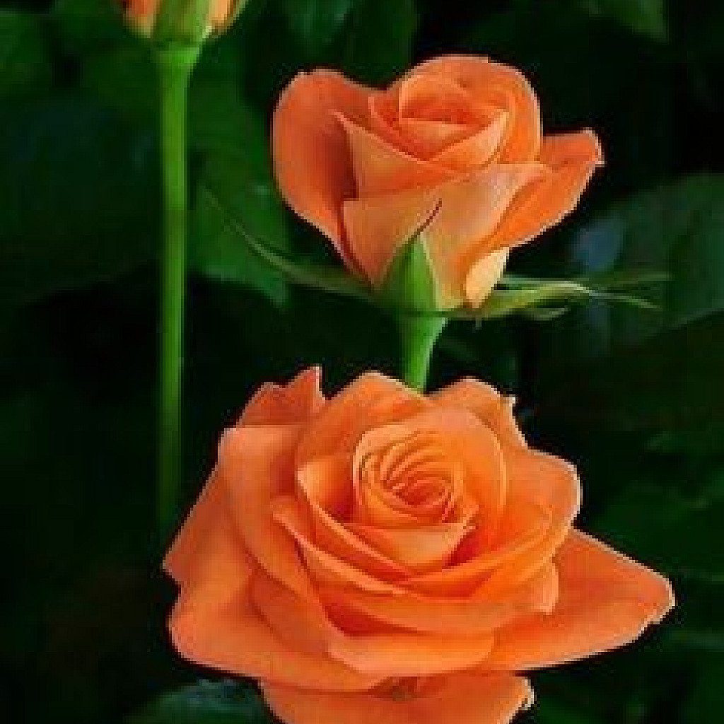 Rose (Orange) - Plant - Image 3