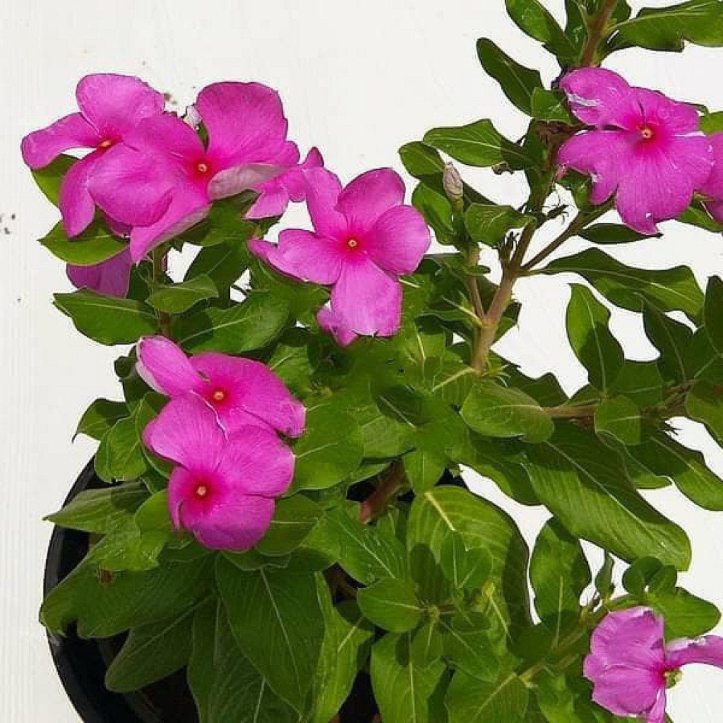 Vinca, Catharanthus Roseus (Any Color) - Plant - Image 3