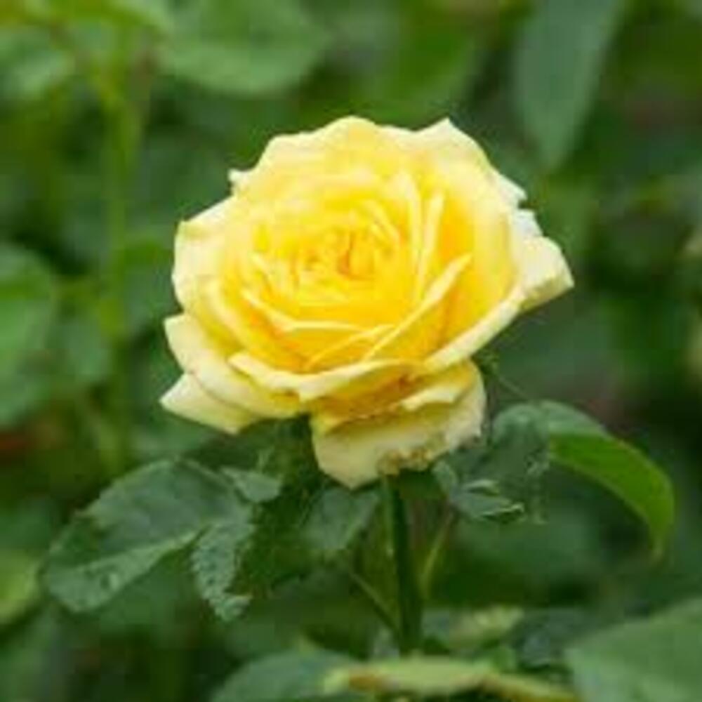 Rose (Yellow) - Plant - Image 3