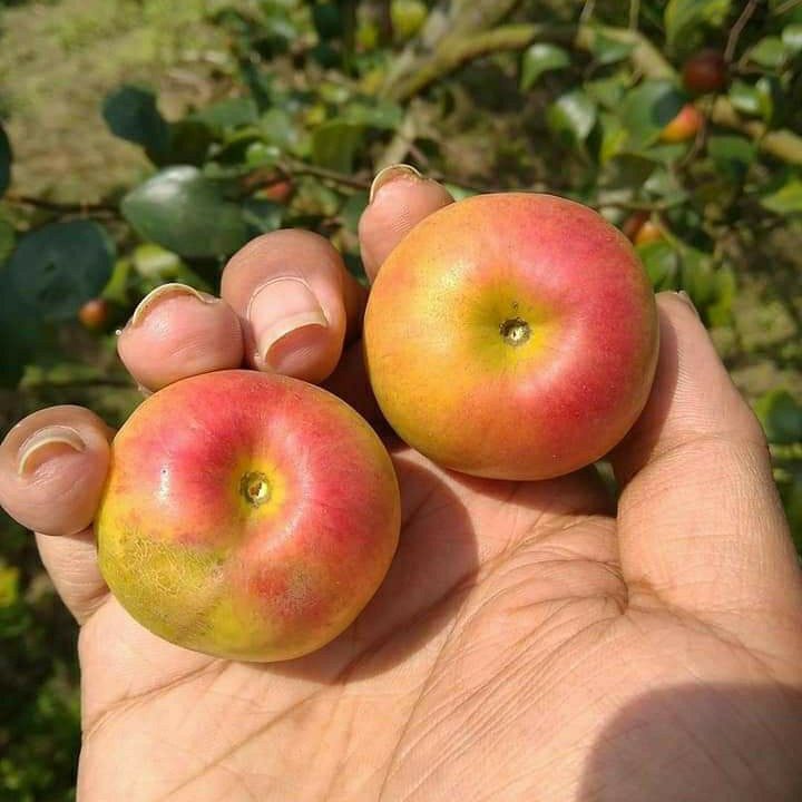 Puspita Nursery "Kashmiri Apple Ber Plant – Grafted, All Season Fruiting for Home Gardens" - Image 4