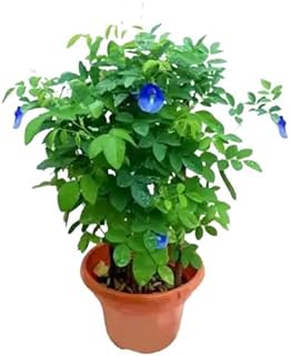 Clitoria Ternatea, Gokarna (Blue) - Plant - Image 4