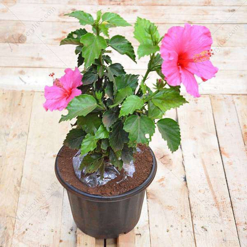 Hibiscus, Gudhal Flower (Pink) - Plant - Image 4