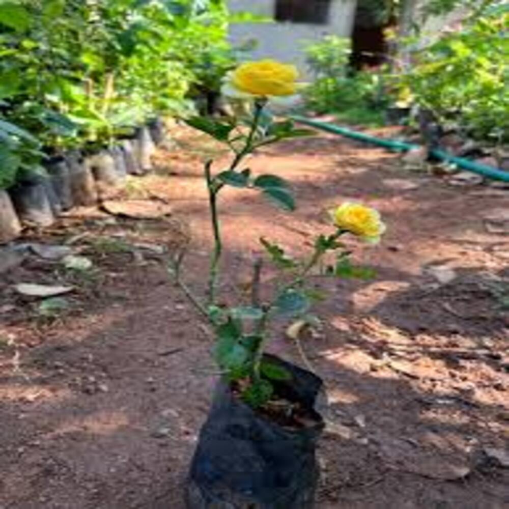 Rose (Yellow) - Plant - Image 4
