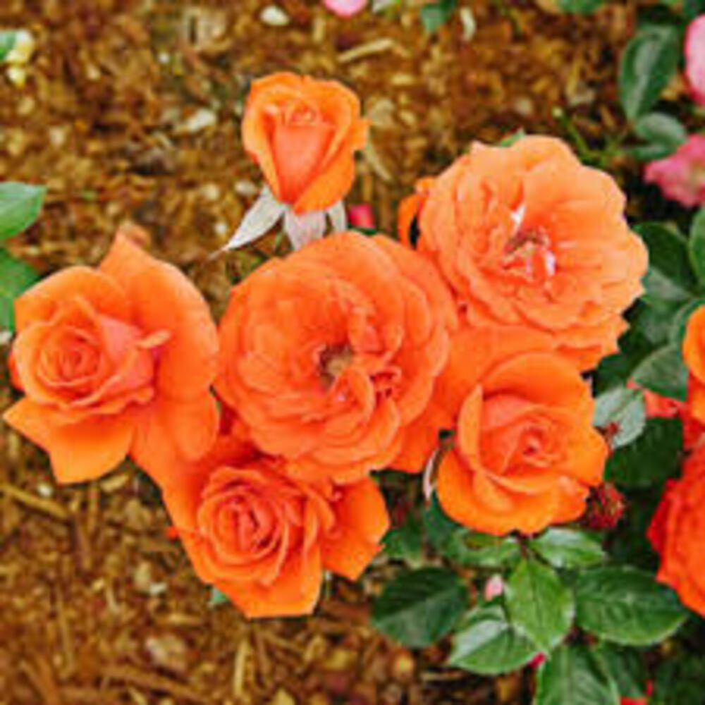 Rose (Orange) - Plant - Image 4