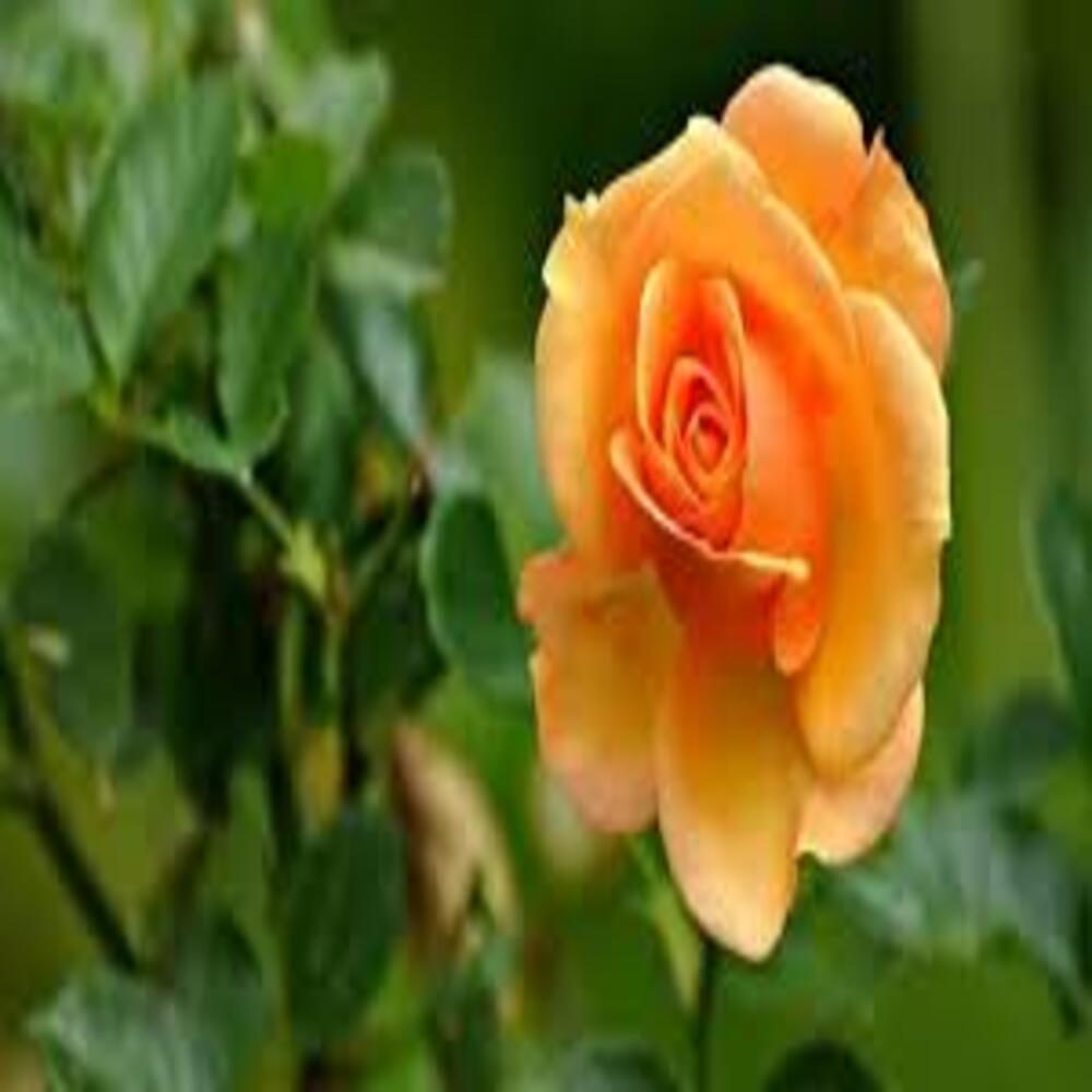 Rose (Orange) - Plant - Image 5