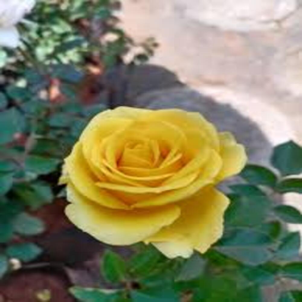 Rose (Yellow) - Plant - Image 5