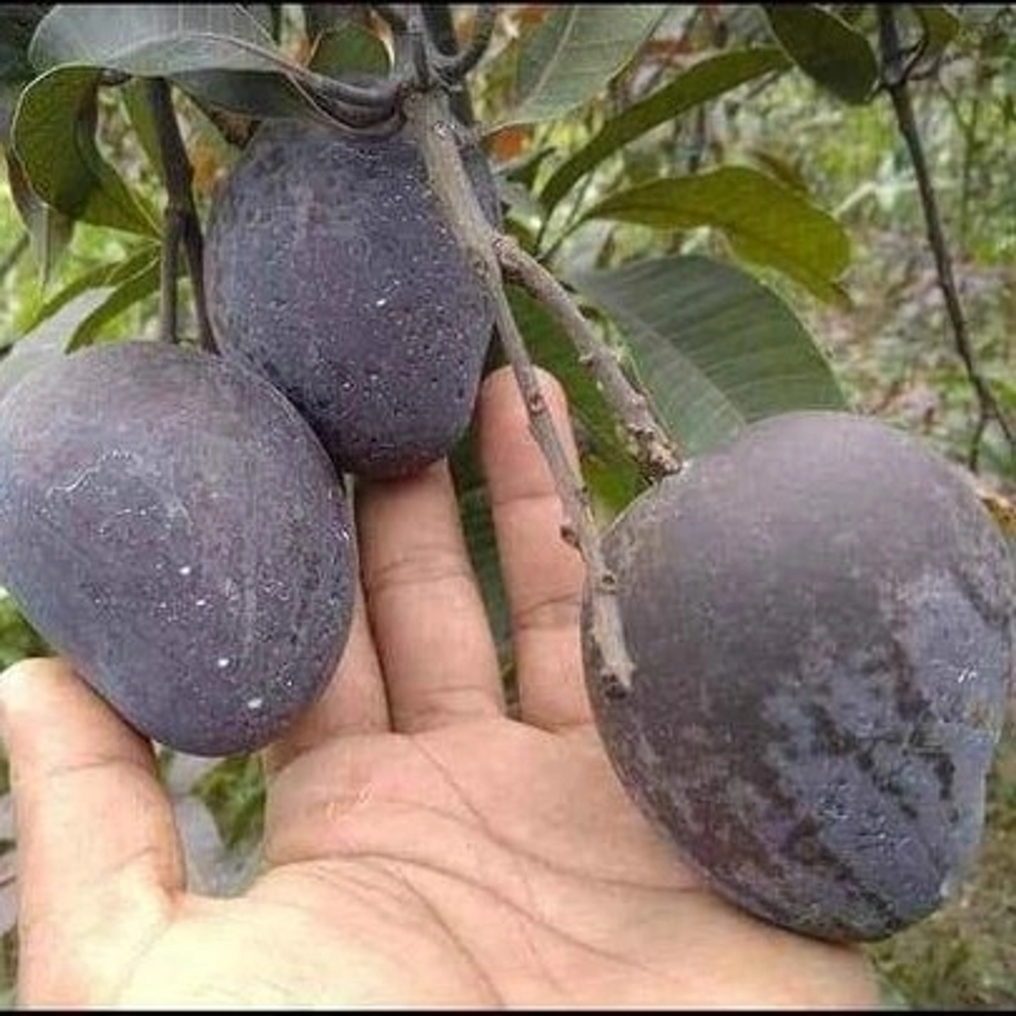 Black Stone (Kasturi) Mango Grafted Live Plant - Image 6