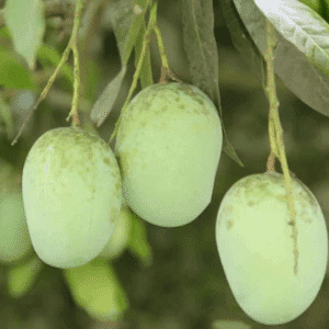 Puspita Nursery Dudhiya Langra Pakistani Langra Mango Plant