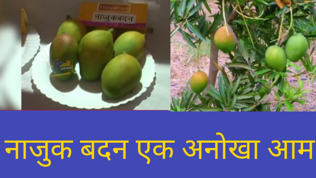 Puspita Nursery Husnara or Najuk Badan Mango Plant - Image 4