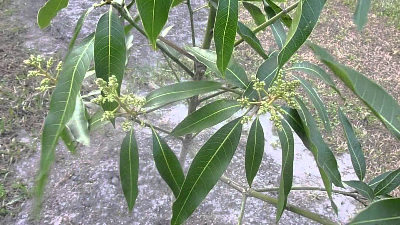 Puspita Nursery Rare Baramasi Mango Plant - Image 3