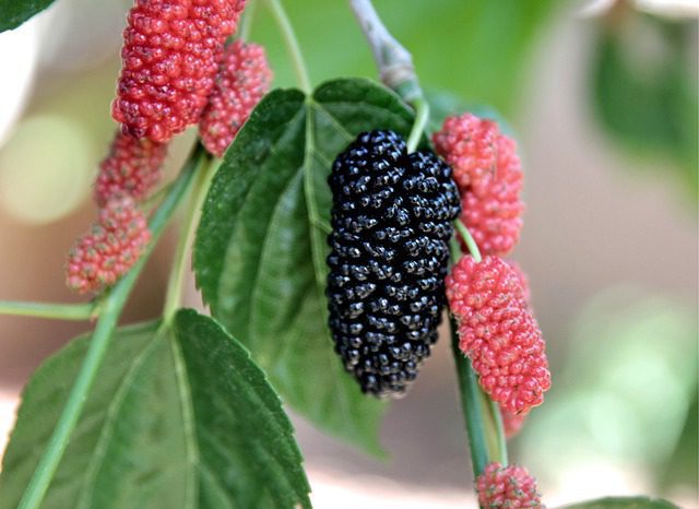 Shahtoot Mulberry Tuti Plant - Image 3