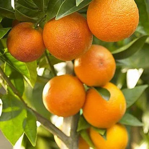 Puspita Nursery Healthy Kinnow Orange Fruit Plant – High-Yield Citrus Delight for Your Garden