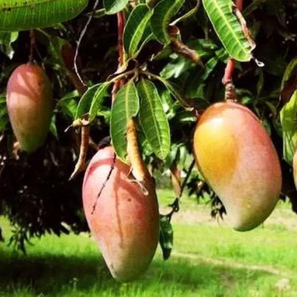 Puspita Nursery Totapuri Mango Plant - Image 3