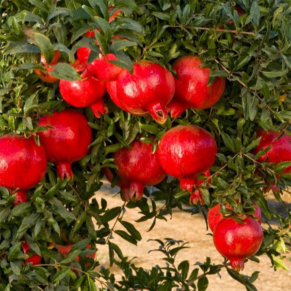 Thai Pomegranate Anar Bedana Plant (Grafted) Better Fruit Quality. - Image 2