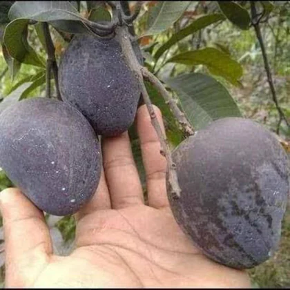Black Stone (Kasturi) Mango Grafted Live Plant - Image 8