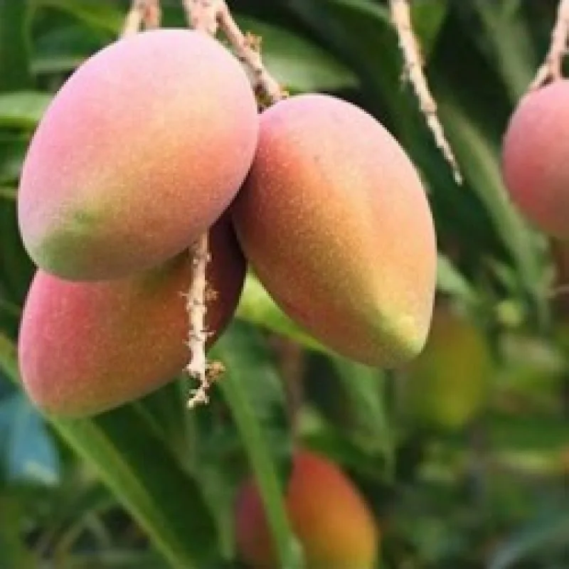 Puspita Nursery Sindhu Mango Tree (Sindhu, Grafted, Seedless Mango) - Plant - Image 3