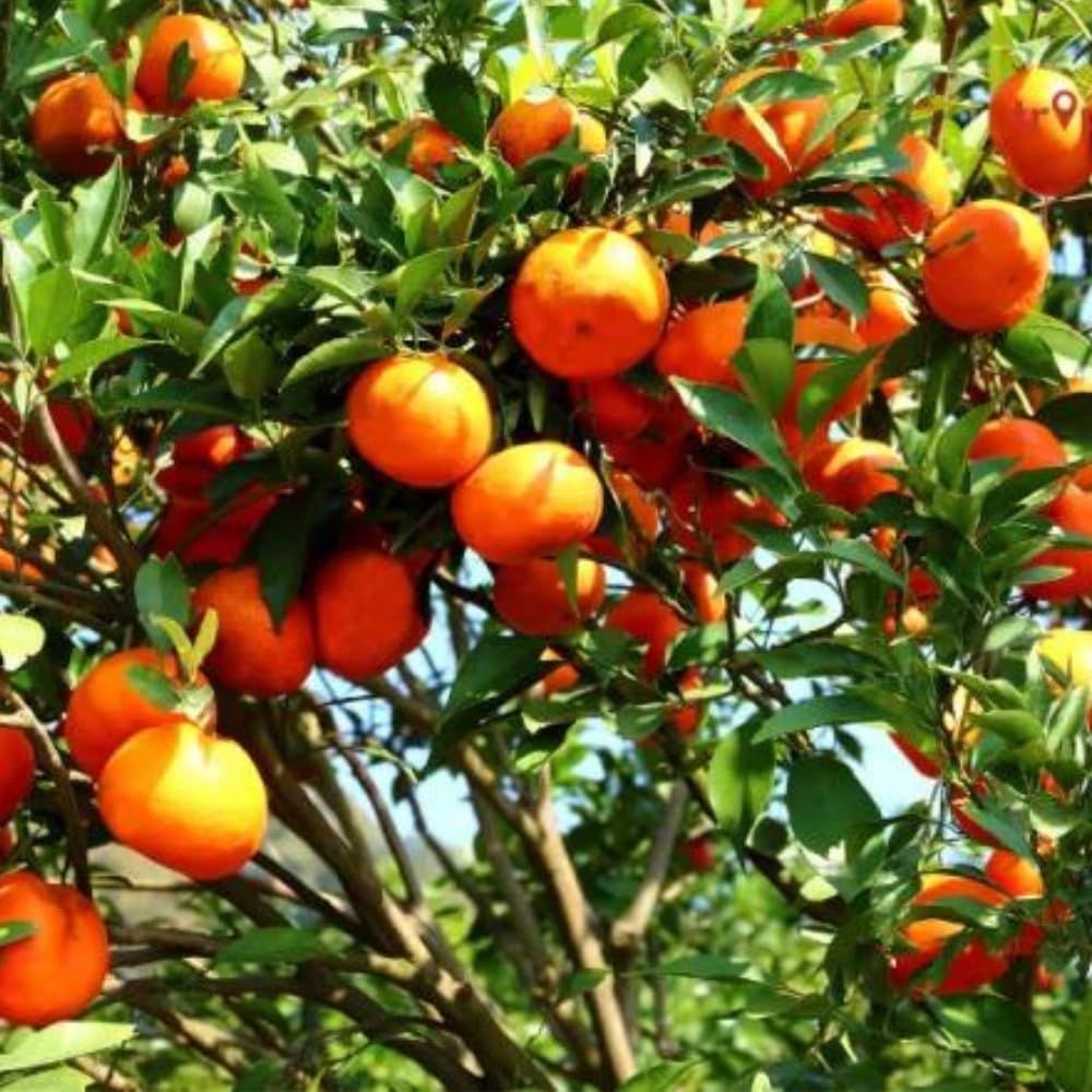 Puspita Nursery Premium Khasi Blood Orange Plant - Image 2