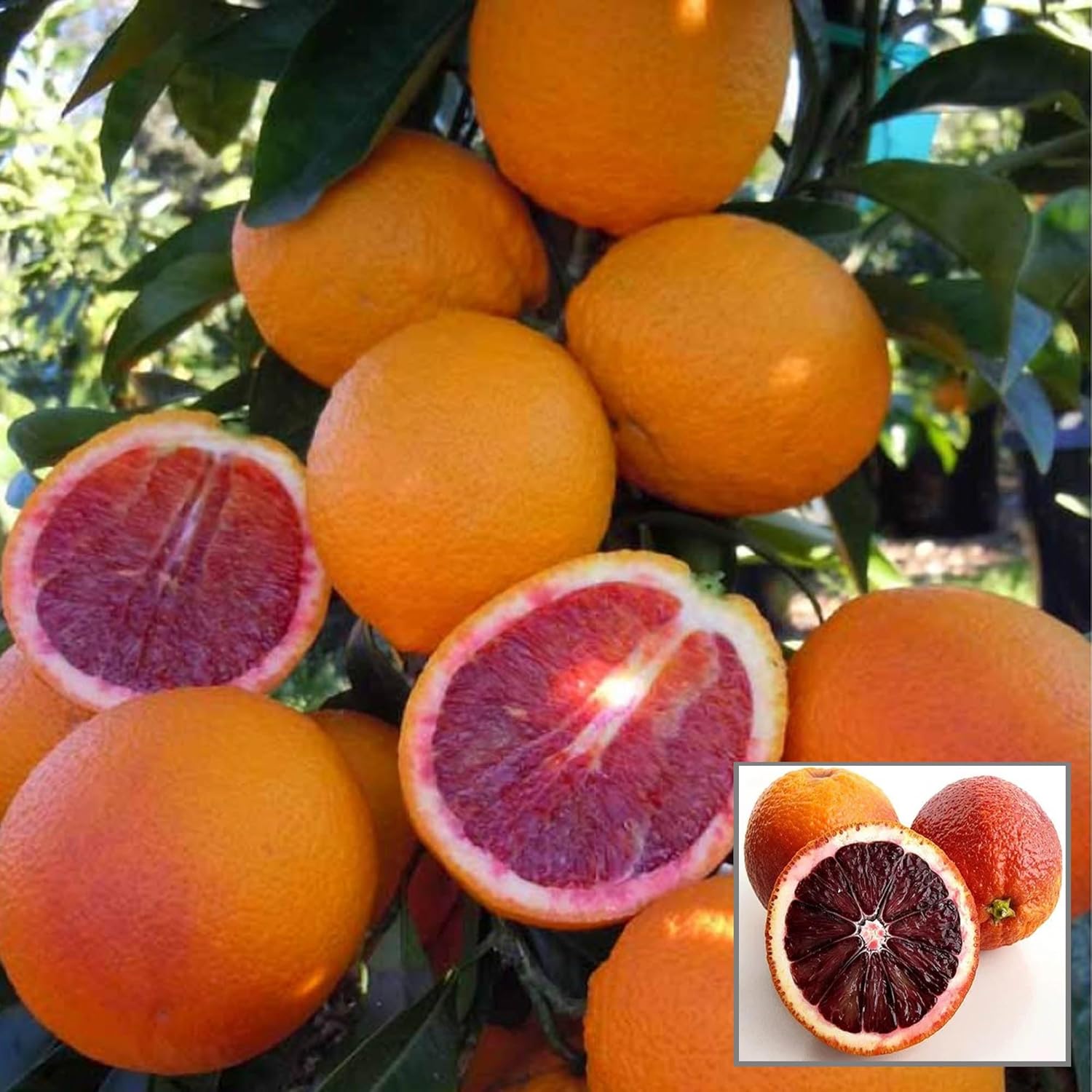 Puspita Nursery Premium Khasi Blood Orange Plant - Image 3