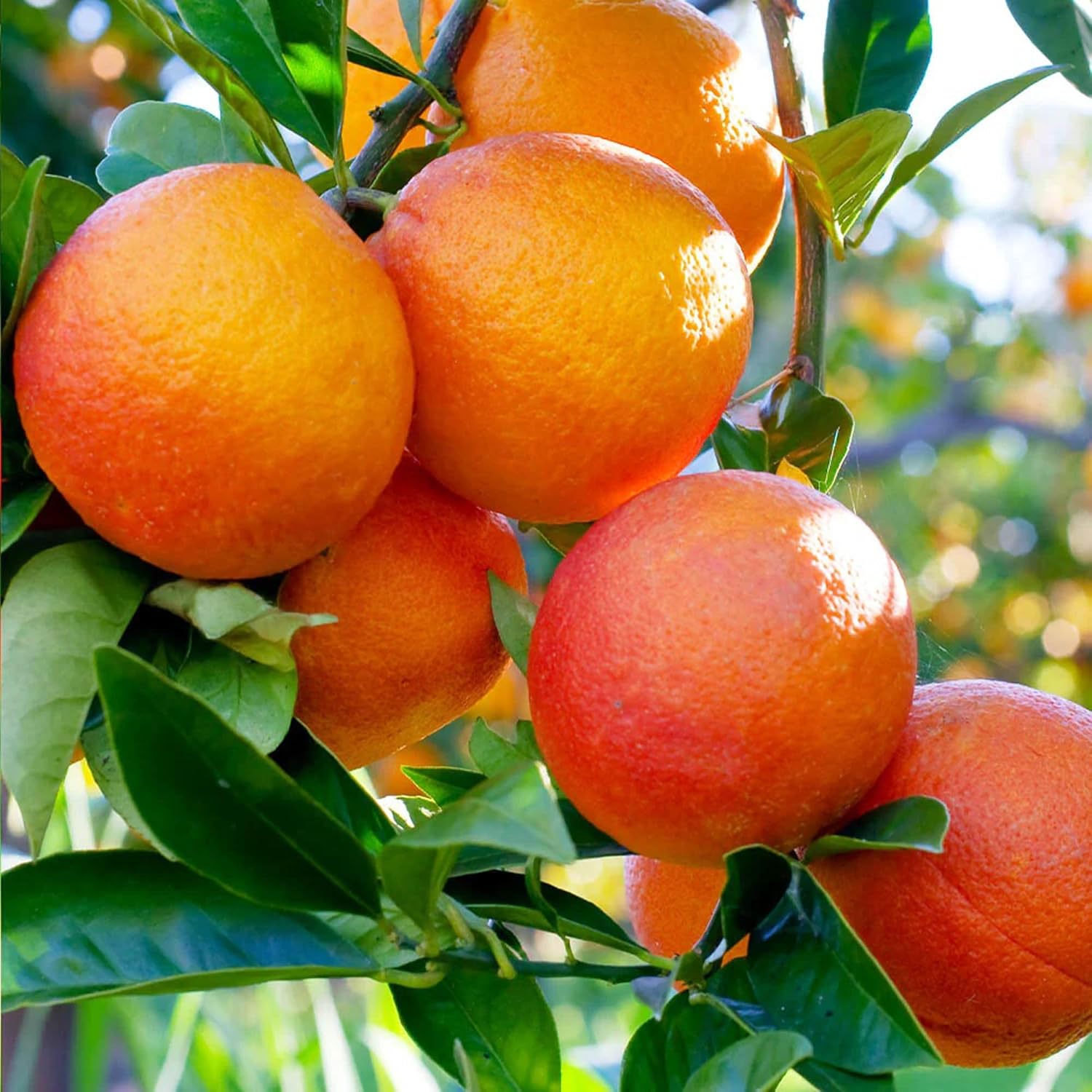 Puspita Nursery Premium Khasi Blood Orange Plant - Image 4