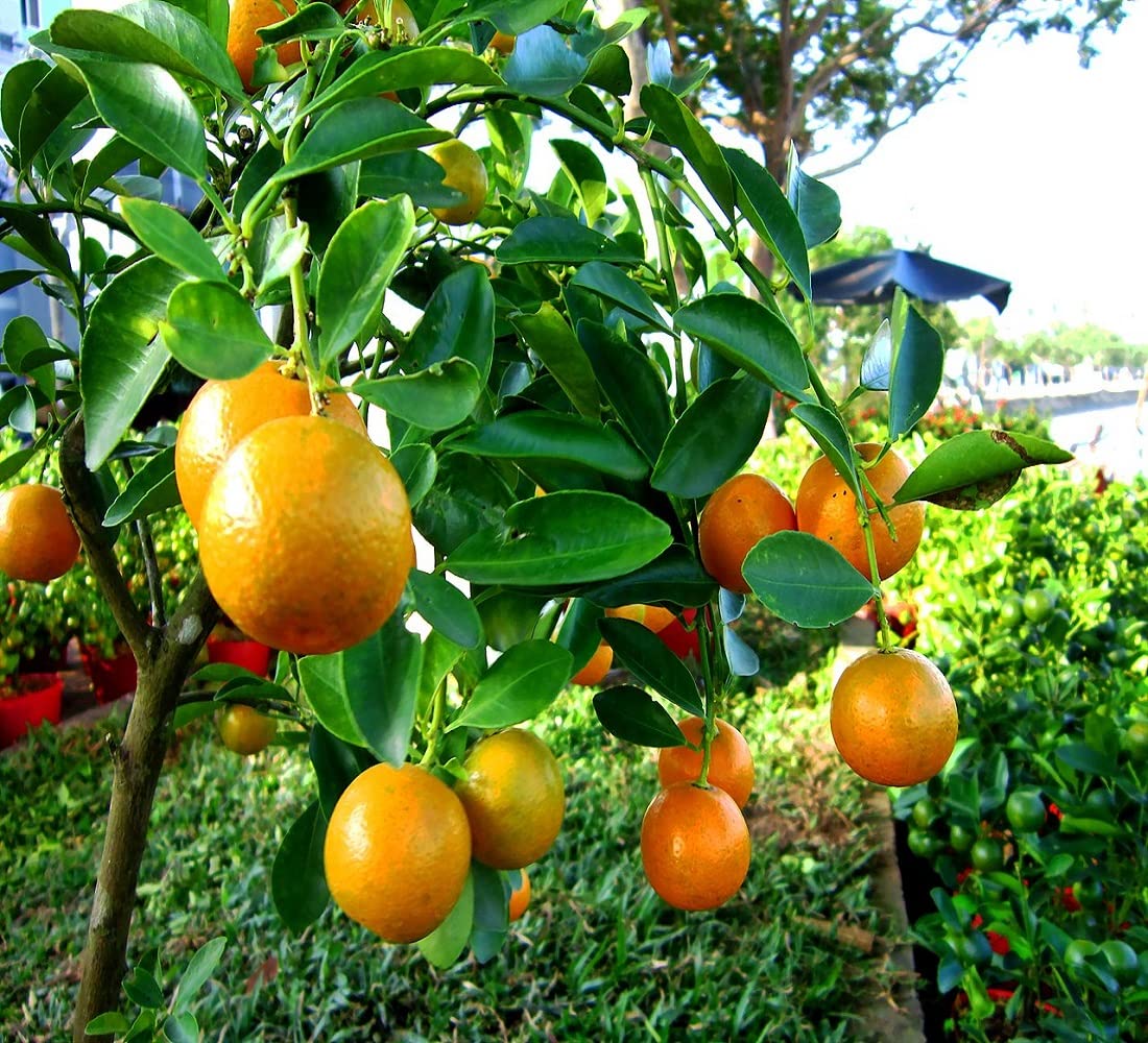 Puspita Nursery Healthy Kinnow Orange Fruit Plant – High-Yield Citrus Delight for Your Garden - Image 4