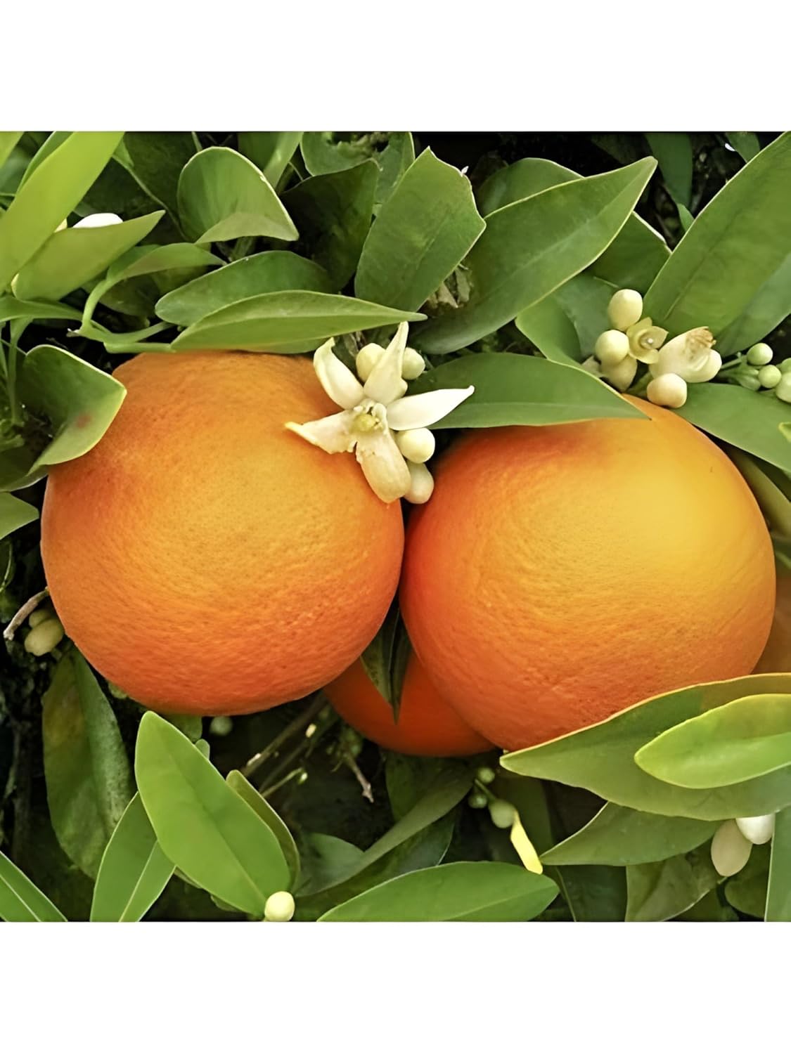 Puspita Nursery Healthy Kinnow Orange Fruit Plant – High-Yield Citrus Delight for Your Garden - Image 5