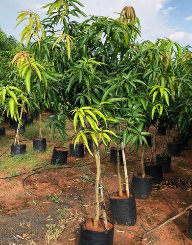 Puspita Nursery Sindhu Mango Tree (Sindhu, Grafted, Seedless Mango) - Plant - Image 2