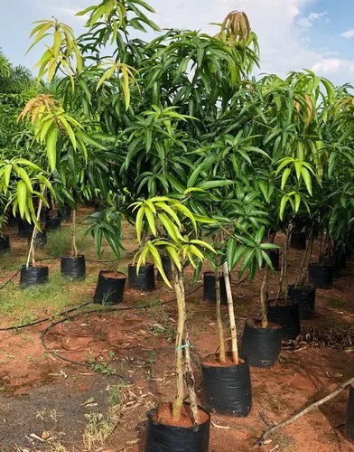 Puspita Nursery Sindhu Mango Tree (Sindhu, Grafted, Seedless Mango) - Plant - Image 2