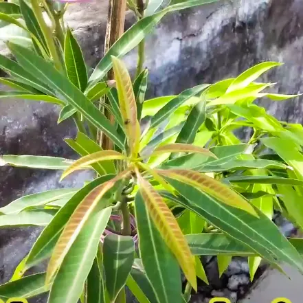Puspita Nursery Suvarnarekha Mango Plant - Image 3