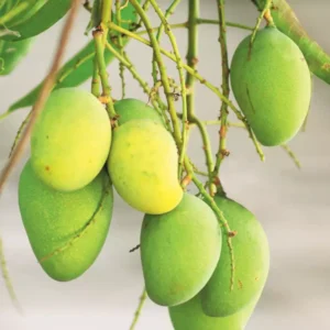 Puspita Nursery Bari-11 Variety Mango Fruit Plant Grafted