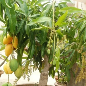 Puspita Nursery Thai Mango Plant Produce 3 Times Fruit