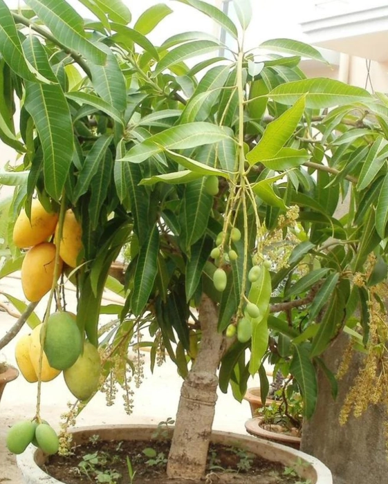 Puspita Nursery Thai Mango Plant Produce 3 Times Fruit