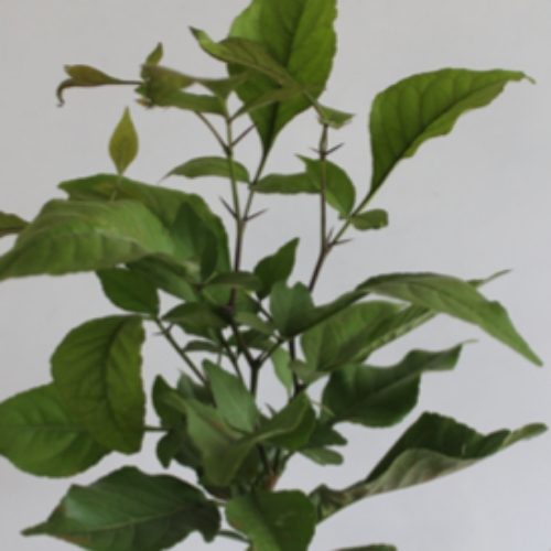 Bel Tree Bilva Patra Bel Patra Grafted Plant - Image 2
