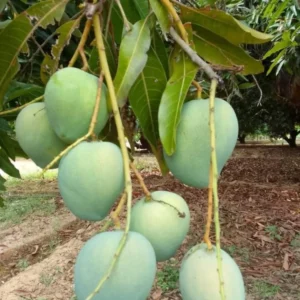 Himsagar Mango Sweet Malda Fruit Plant
