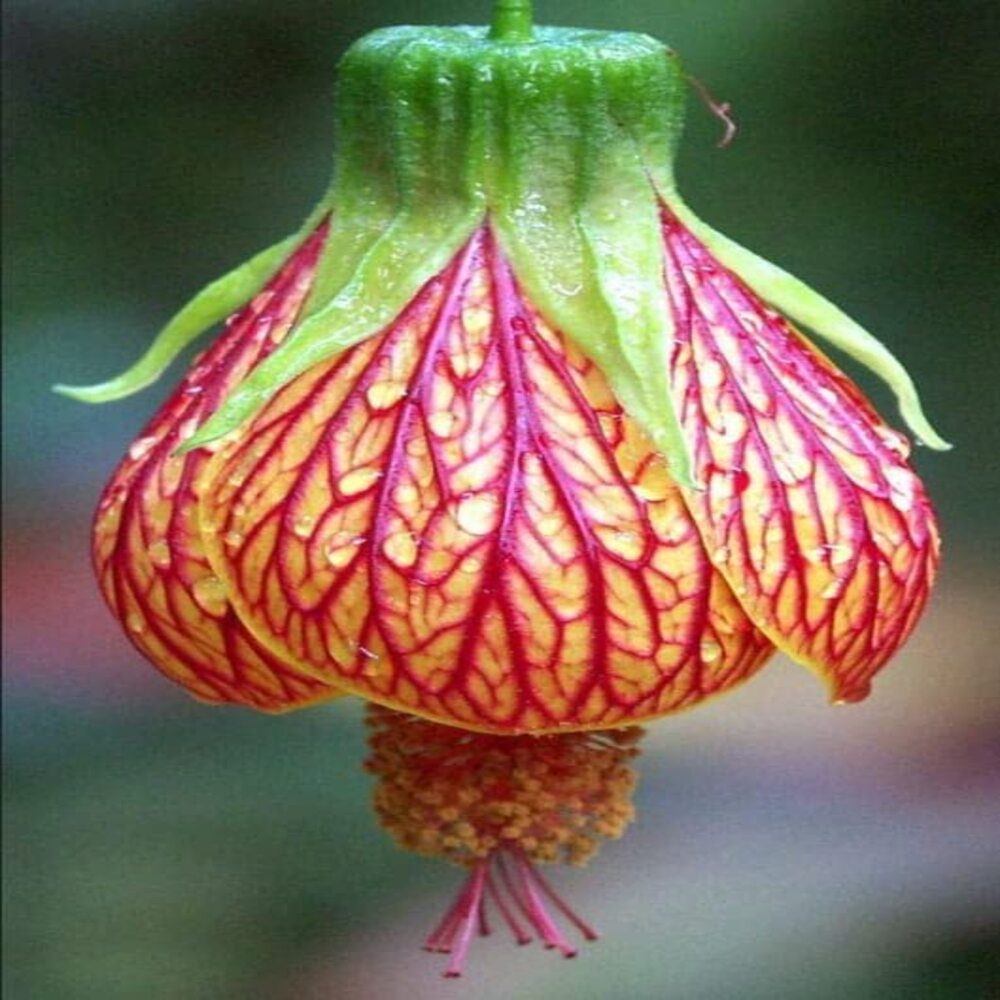 Puspita Nursery All Time Lanthan Hibiscus Flower Plant Special Variety