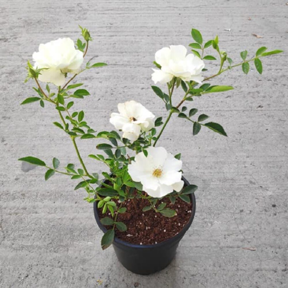 Miniature Rose Button Rose (White) - Plant