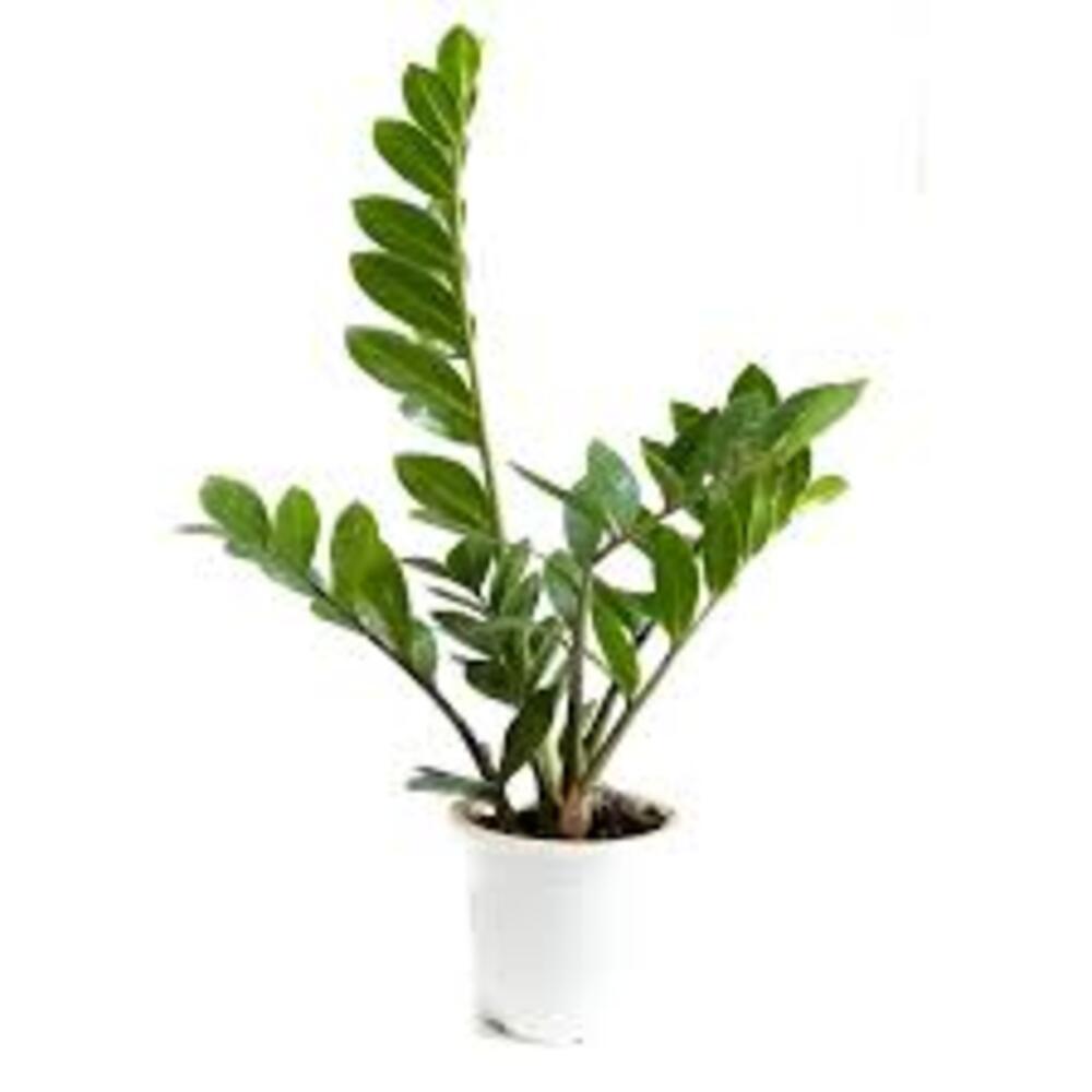 Puspita Nursery ZZ Plant, Zamia Air Purifer Plant With Pot (Zamioculcas Zamiifolia) - Image 2