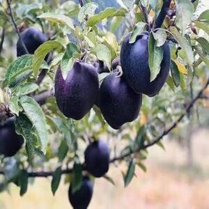 Puspita Nursery Black Diamond Apple Grafted Live Plant