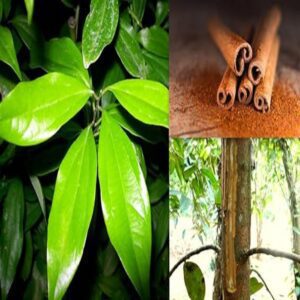 Puspita Nursery Darchini Live Plant