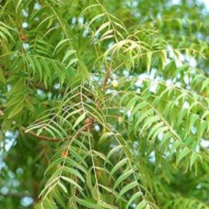 Puspita Nursery Neem Tree, Azadirachta Indica Live Plant