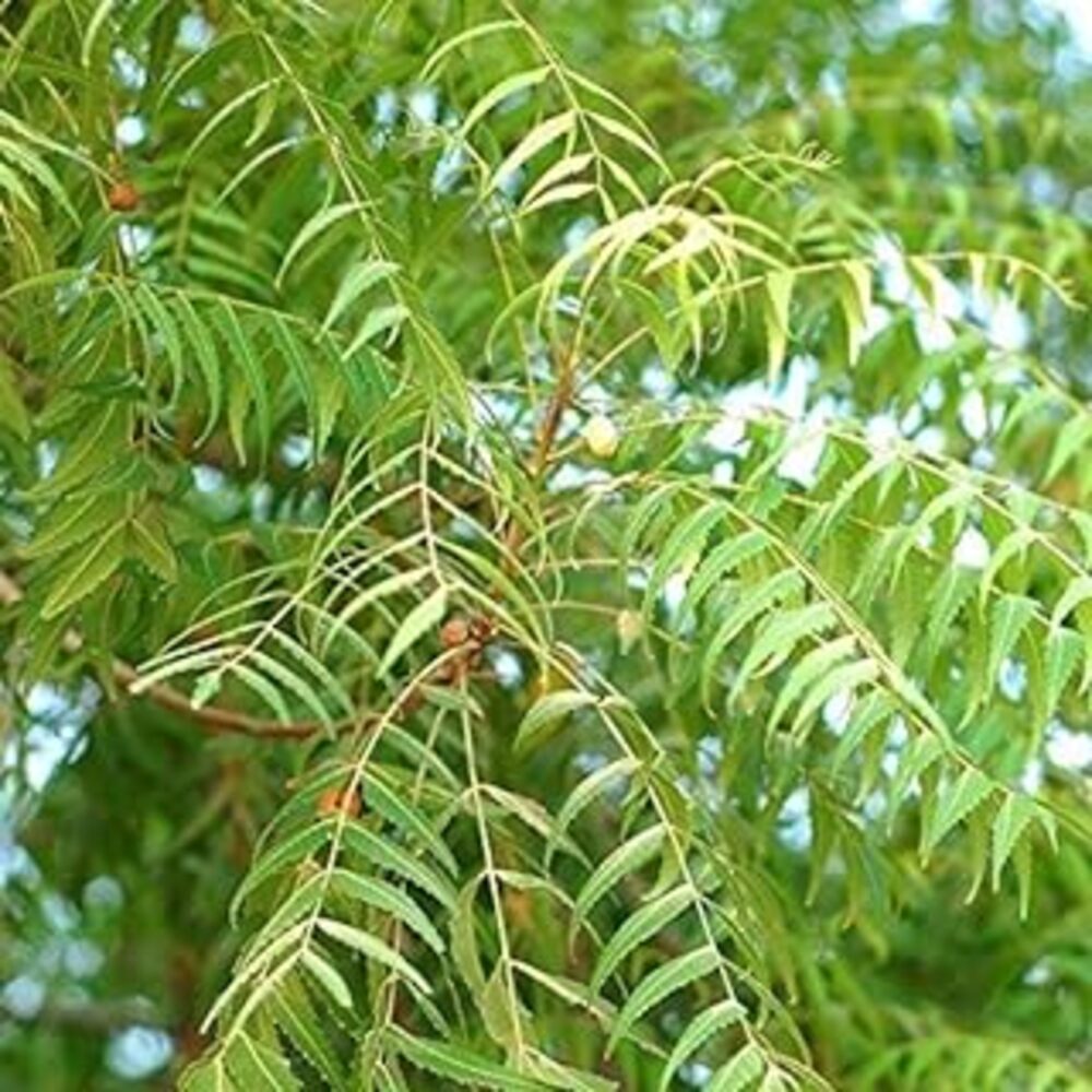 Puspita Nursery Neem Tree, Azadirachta Indica Live Plant