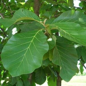 Puspita Nursery Teakwood, Sagwan Live Plant